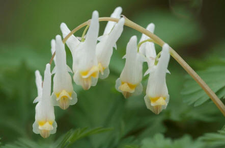 Dutchmans breeches