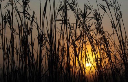 big bluestems at sunrise