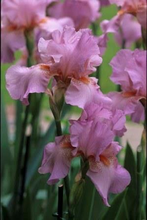 inherited irises