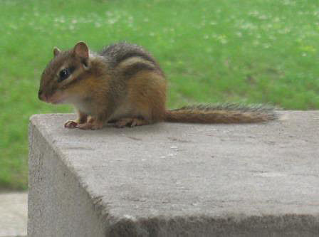 chipmunk on porch