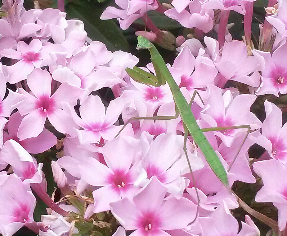 mantis on garden phlox