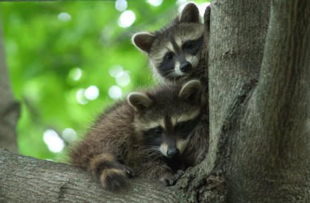 young raccoons