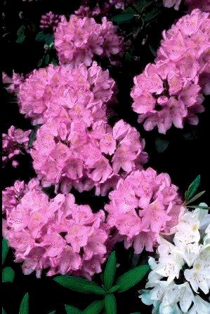 rhodies